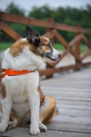 Picture of karelian bear dog sitting on a wooden dock