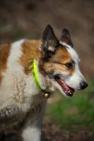 Picture of Karelian Bear Dog walking