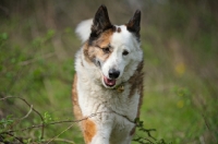 Picture of Karelian Bear Dog walking