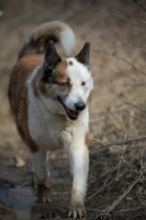 Picture of Karelian Bear Dog with muddy paws