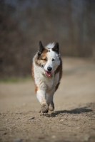 Picture of Karelian Bear Dog with muddy paws