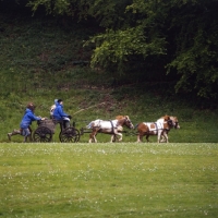 Picture of karen bassett's shetland pony team in driving competition