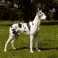 Picture of kastor vom riedstern harlequin great dane with cropped ears, photo reversed 