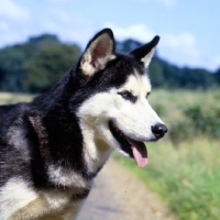 Picture of katchukah's koziavka, portrait of siberian husky