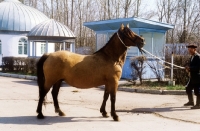 Picture of kazakh mare in her native land