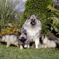 Picture of keeshond bitch with her puppies (by kind permission of Edward Arran)