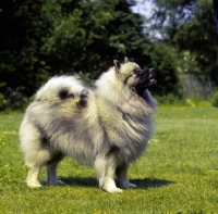 Picture of keeshond from gelderland kennel,on grass