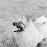 Picture of keeshond looking up