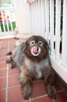 Picture of keeshond mix licking nose