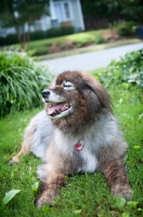 Picture of keeshond mix lying in grass with nose in air and eyes closed