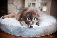 Picture of keeshond mix lying on blue bed