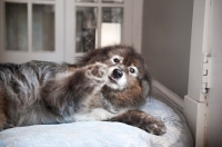 Picture of keeshond mix lying on blue dog bed with paw outstretched toward viewer