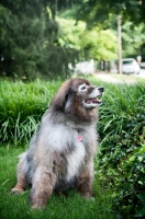 Picture of keeshond mix sitting in grass looking out