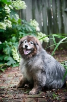 Picture of keeshond mix sitting