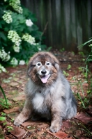 Picture of keeshond mix sitting