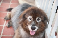 Picture of keeshond mix smiling