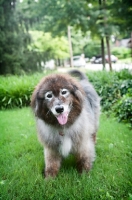 Picture of keeshond mix standing in grass