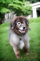 Picture of keeshond mix standing in grass