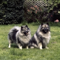 Picture of keeshond pair