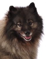Picture of Keeshond portrait on white background