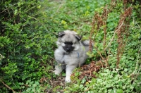 Picture of Keeshond puppy amongst greenery