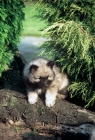 Picture of keeshond puppy climbing over a large log (by kind permission of Edward Arran)
