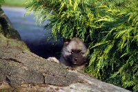 Picture of keeshond puppy looking over a large log (by kind permission of Edward Arran)