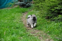 Picture of Keeshond puppy running down path