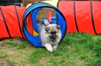 Picture of Keeshond puppy walking through tunnel