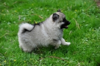 Picture of Keeshond puppy