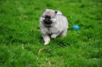Picture of Keeshond puppy