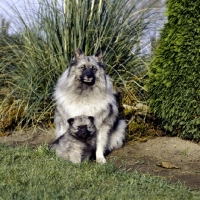 Picture of keeshond with her puppy (by kind permission of Edward Arran)