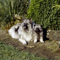 Picture of Keeshond with pup (by kind permission of Edward Arran)