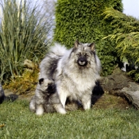 Picture of keeshond with puppy (by kind permission of Edward Arran)