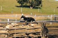 Picture of kelpie australian working champion on back of sheep