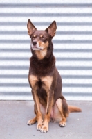 Picture of Kelpie concentrating