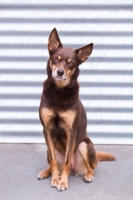 Picture of Kelpie concentrating