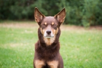 Picture of Kelpie front view