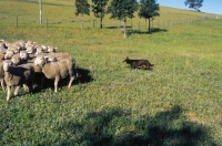 Picture of kelpie herding sheep, working champion