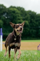 Picture of Kelpie in field