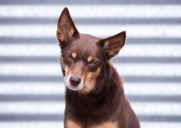 Picture of Kelpie looking at camera