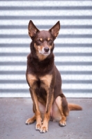 Picture of Kelpie looking at camera