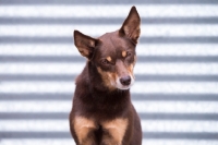 Picture of Kelpie looking at camera