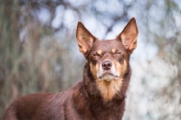 Picture of Kelpie looking towards camera