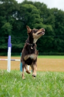 Picture of Kelpie looking up