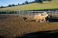 Picture of Kelpie puppy experiencing sheep on Australian farm