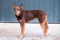 Picture of Kelpie side view