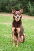 Picture of Kelpie sitting on grass