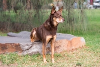 Picture of Kelpie sitting on rock