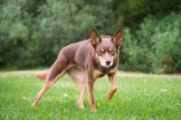 Picture of Kelpie stalking 